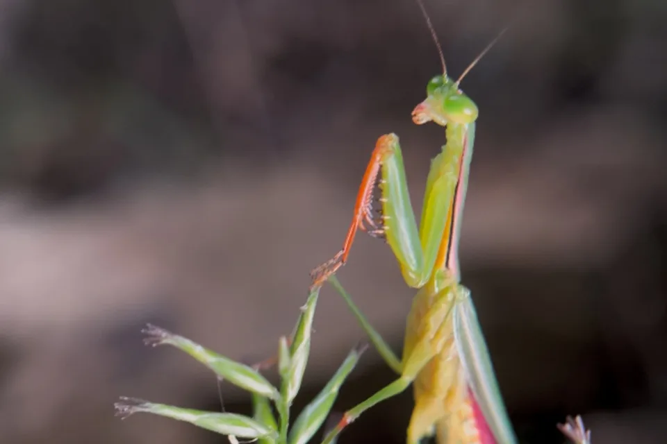 A mantis observed in Wuyishan