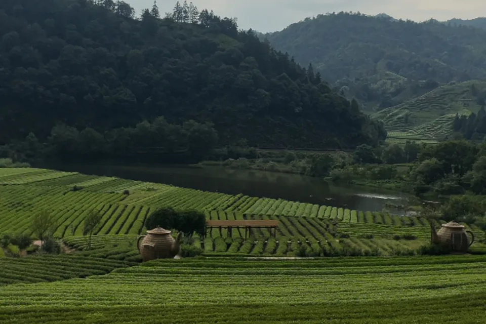 Tea fields spreading across a Wuyishan valley