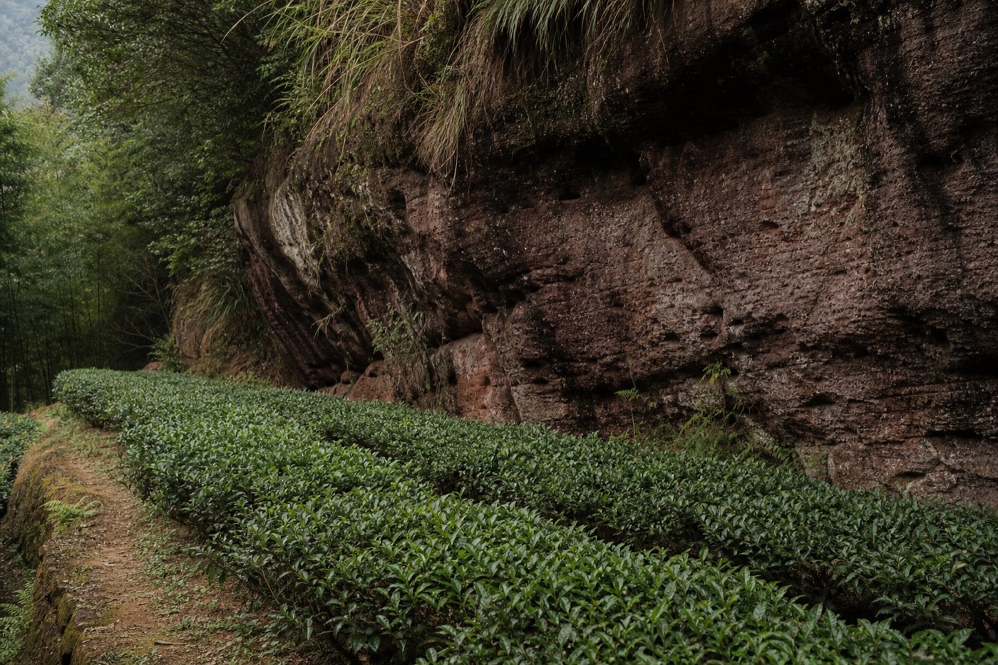 Rows of Wuyi rock tea bushes growing beside a weathered sandstone cliff